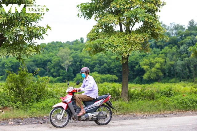 100 cây hoa sữa chuyển về bãi rác Nam Sơn sau 2 năm đã xanh tốt và nở hoa ngào ngạt - Ảnh 9.