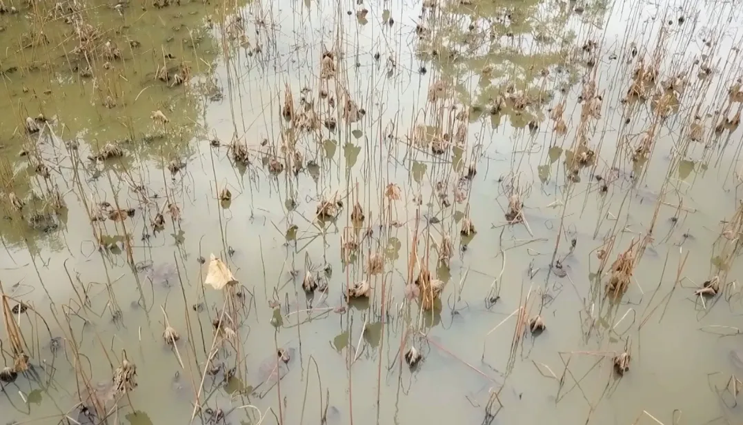 Rò rỉ đường ống, hàng nghìn lít xăng chảy ra môi trường - Ảnh 1.