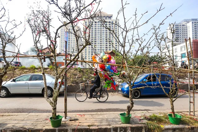 Hoa lê trắng xuống phố, người dân thích thú mua chơi Tết sớm - Ảnh 1.