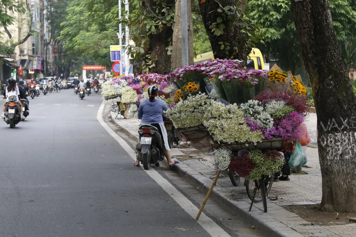 Cúc họa mi nhuộm trắng góc phố Hà Nội, báo hiệu mùa đông về - Ảnh 3.