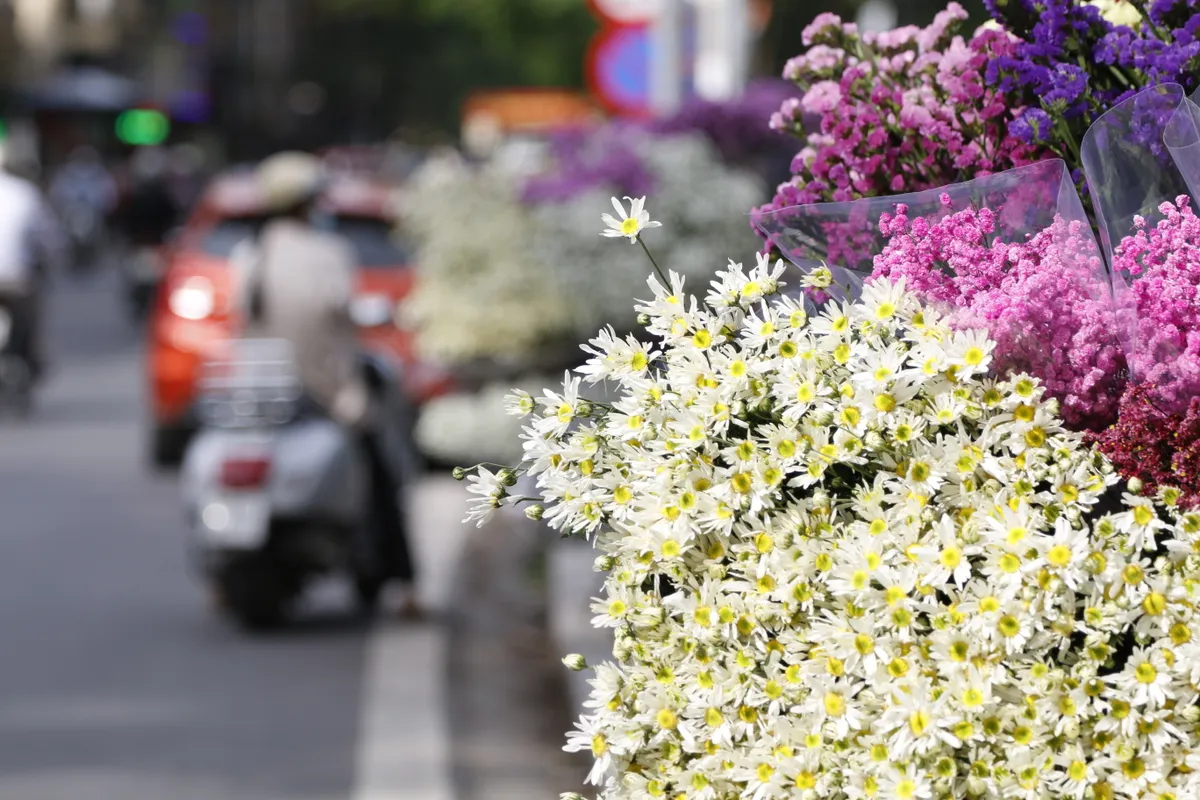 Cúc họa mi nhuộm trắng góc phố Hà Nội, báo hiệu mùa đông về - Ảnh 1.