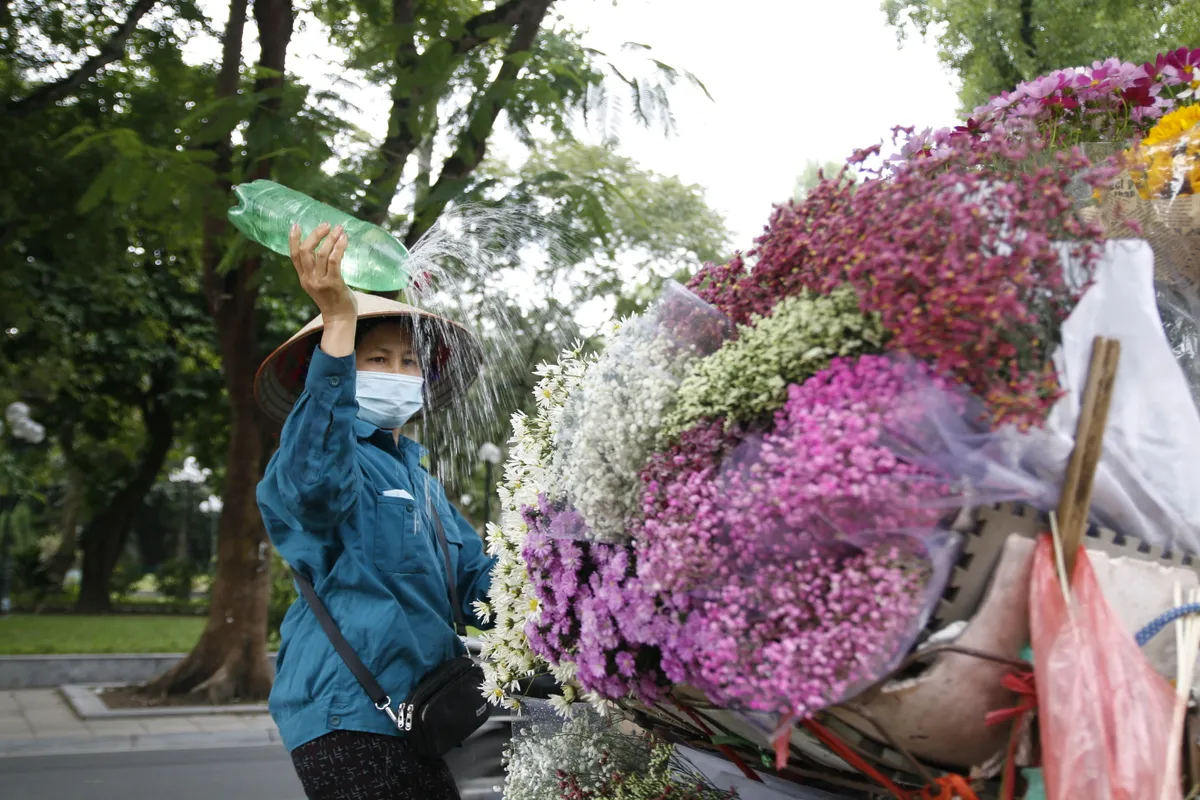 Cúc họa mi nhuộm trắng góc phố Hà Nội, báo hiệu mùa đông về - Ảnh 4.