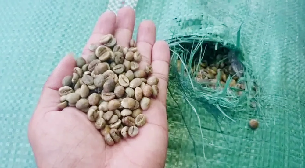 Bắt 2 xe tải vận chuyển 42 tấn hạt cà phê không rõ nguồn gốc - Ảnh 3.