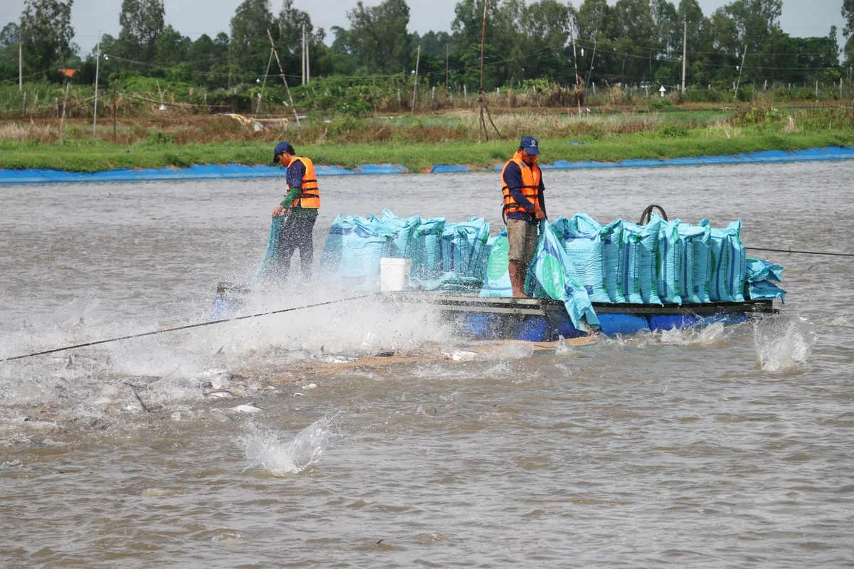 Xuất khẩu tăng, người nuôi cá tra vẫn thua lỗ - Ảnh 1.