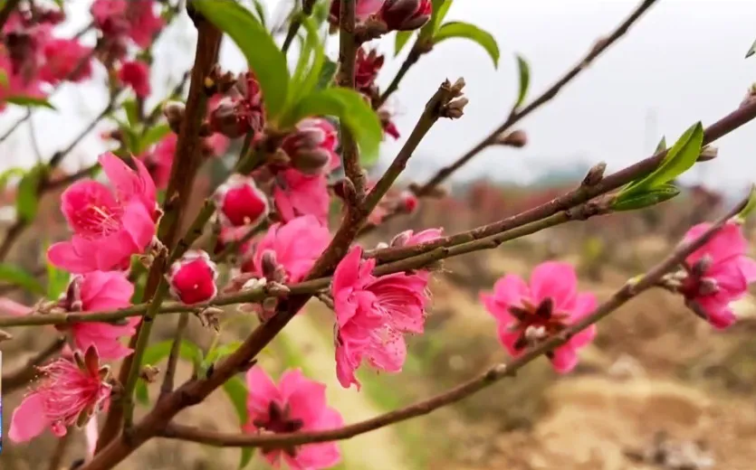 Ngậm ngùi cắt bỏ hàng nghìn cây đào rực rỡ khoe sắc sau Tết Tân Sửu 2021 - Ảnh 1.