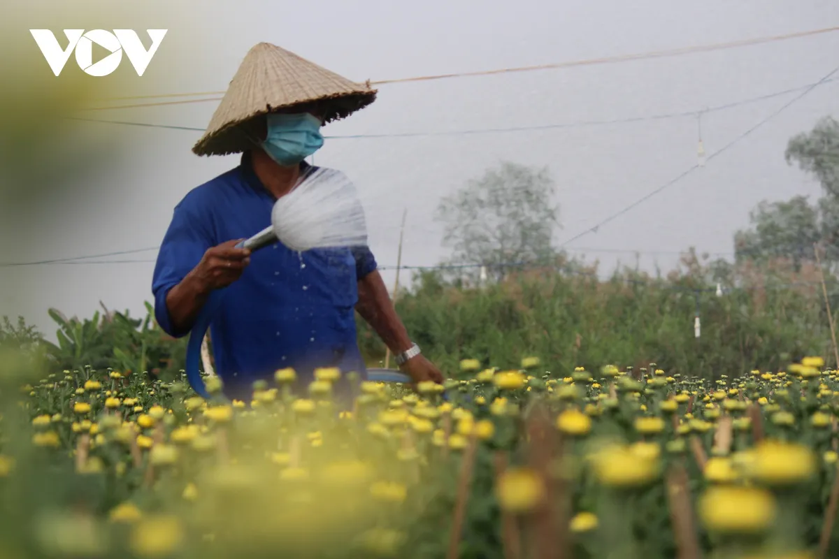 Người trồng hoa, bán hoa như “ngồi trên đống lửa” vì lo ế hàng dịp Tết - Ảnh 3.