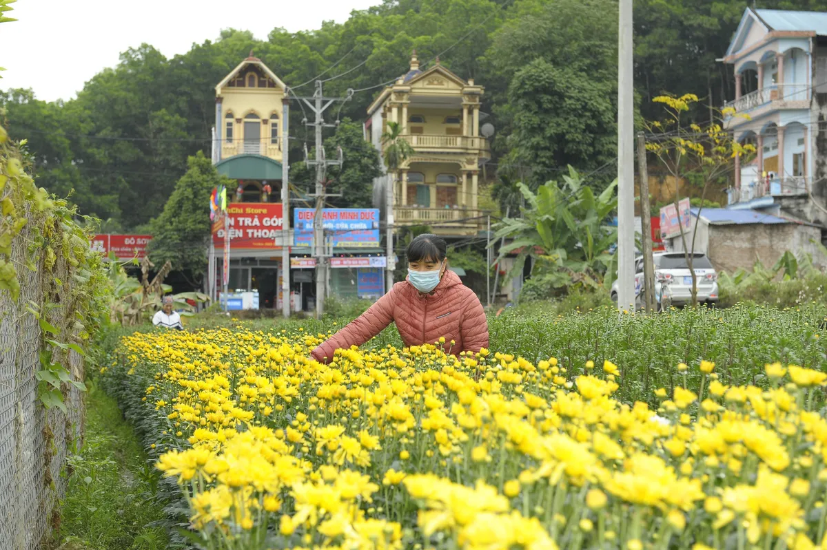 Hà Nội: Vùng hoa xã Yên Bình Thạch Thất vào vụ phục vụ Tết Nguyên đán 2021 - Ảnh 5.