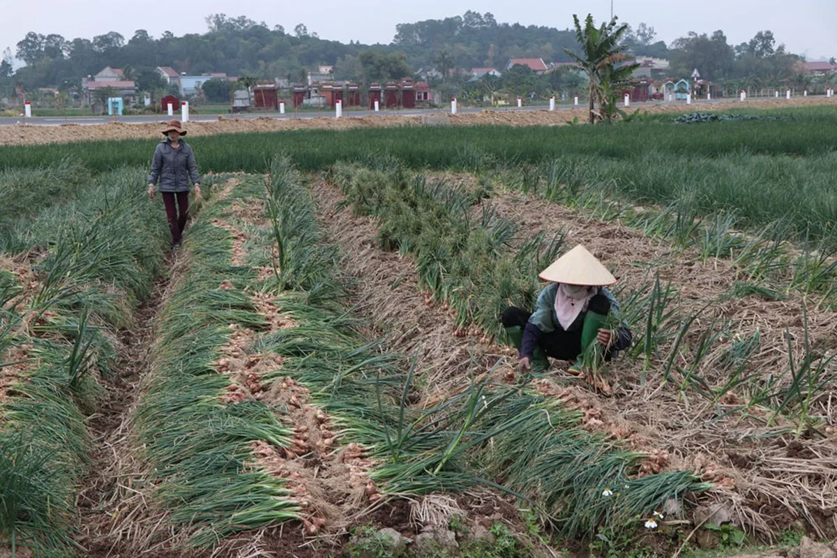 Hỗ trợ tiêu thụ nông sản, thực phẩm từ vùng dịch - Ảnh 2.