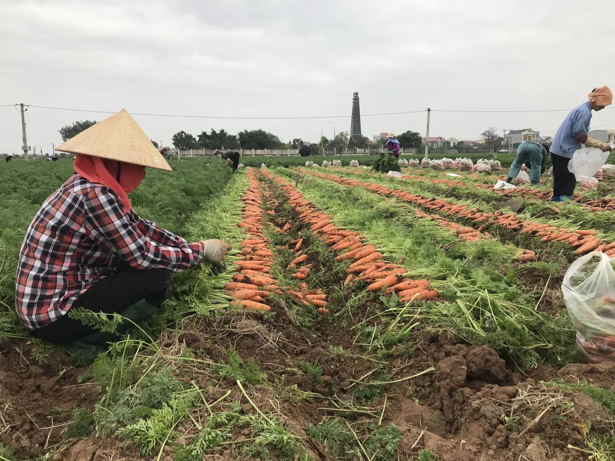 Hỗ trợ tiêu thụ nông sản, thực phẩm từ vùng dịch - Ảnh 1.