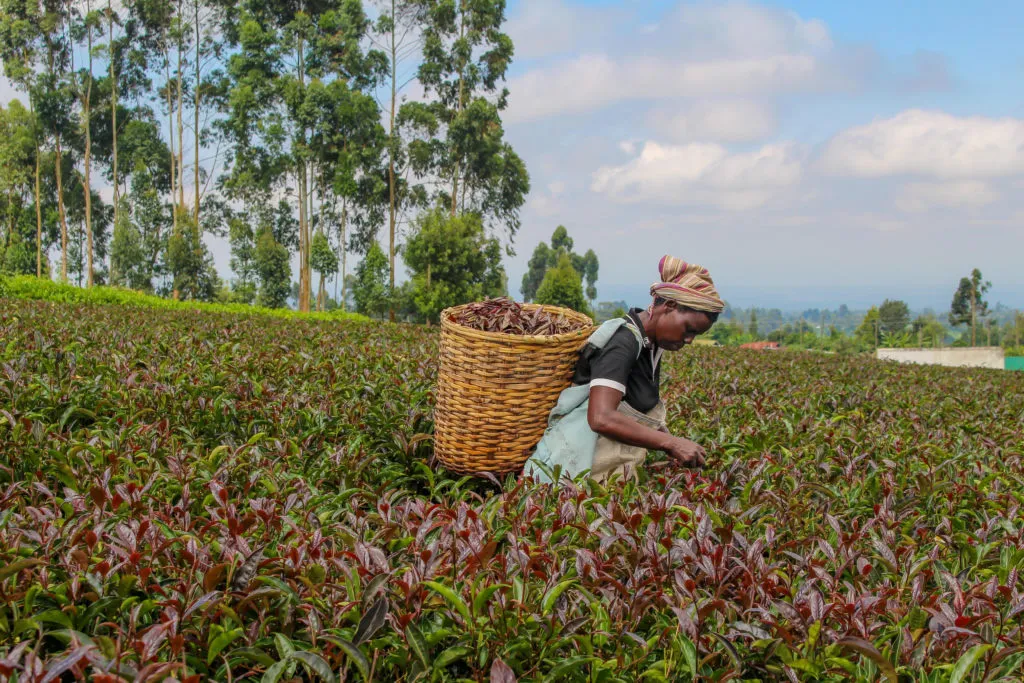 Chè tím – Bí quyết thành công của ngành sản xuất chè ở Kenya - Ảnh 1.