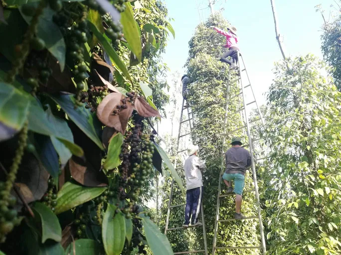 Giá tiêu “tăng nóng”, nông dân phấn khởi “để dành” chờ giá - Ảnh 1.