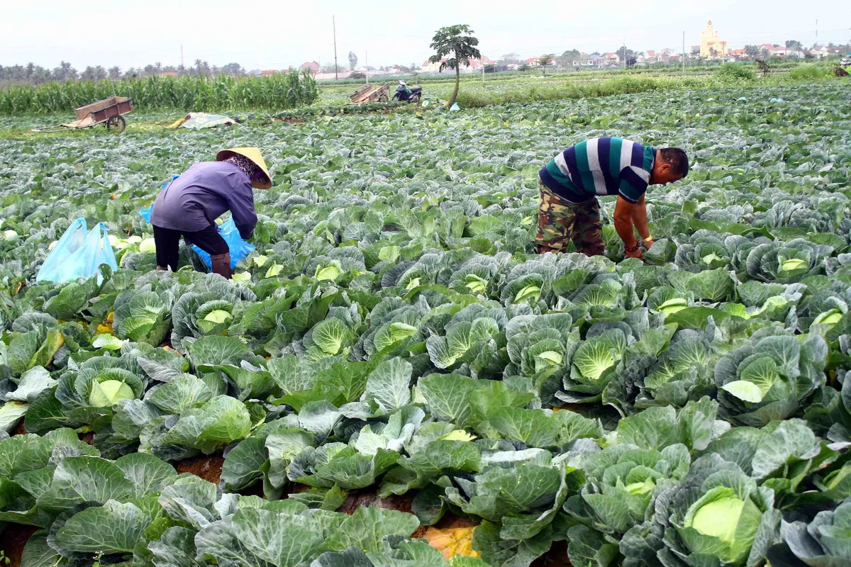 Đừng mãi giải cứu nông sản! - Ảnh 1.