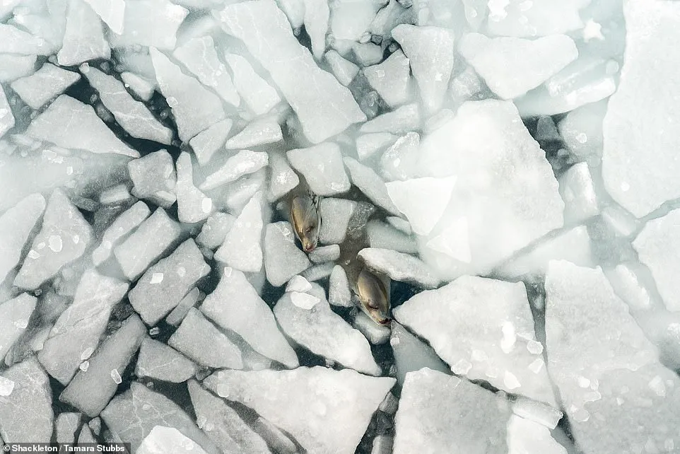 Những bức h&igrave;nh tuyệt đẹp về nơi thời gian như đ&oacute;ng băng - Ảnh 12.