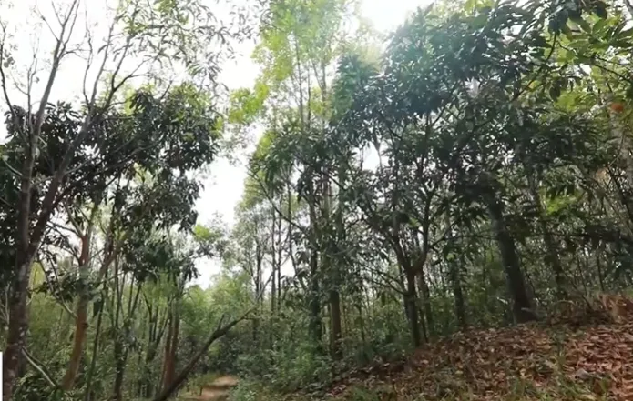 Nan giải bài toán trồng lại rừng vẫn đảm bảo môi trường và kinh tế - Ảnh 4. Nan giải bài toán trồng lại rừng vẫn đảm bảo môi trường và kinh tế - Ảnh 4.