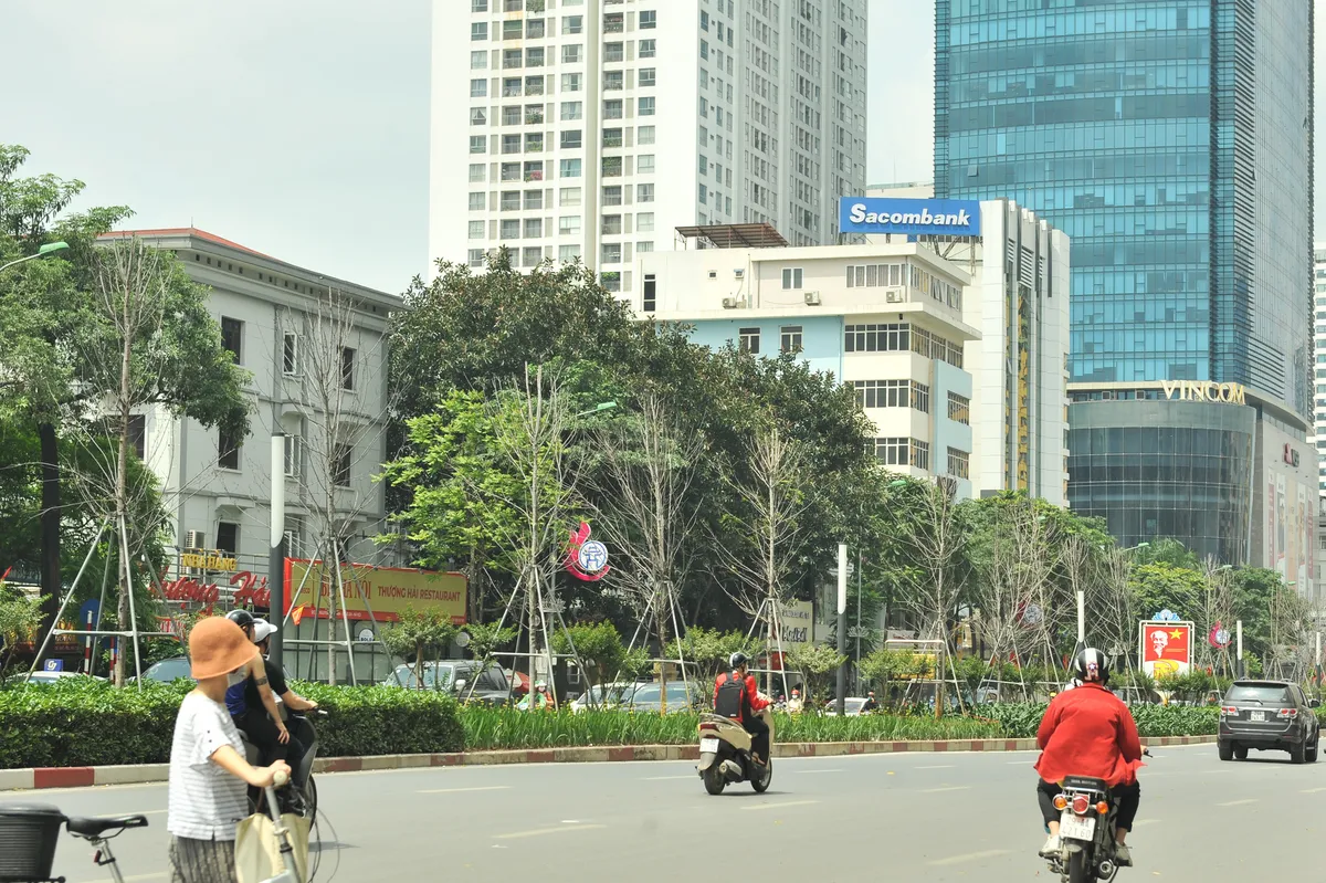 Cận cảnh hàng phong đỏ chết khô giữa thủ đô, chờ được thay thế - Ảnh 10.