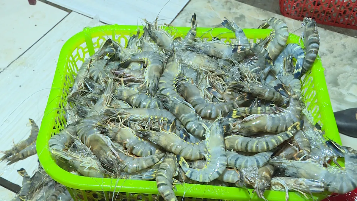 Cận cảnh bơm tạp chất vào tôm để trục lợi - Ảnh 5. Cận cảnh bơm tạp chất vào tôm để trục lợi - Ảnh 5.