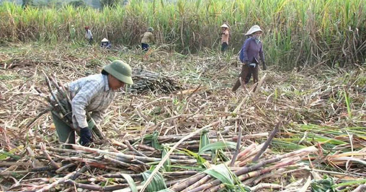 Lỗ hổng nhập khẩu, vị đắng mía đường? - Ảnh 3.