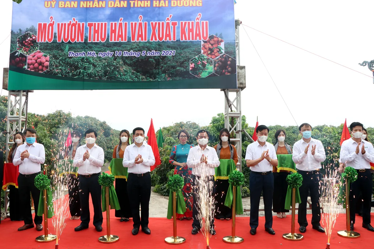 Hải Dương xuất khẩu hàng chục tấn vải thiều đầu tiên đi nước ngoài - Ảnh 1.