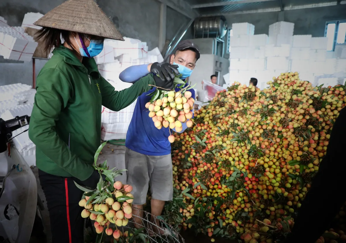 Vải thiều Việt bán hết veo tại Nhật sau vài giờ - Ảnh 1.