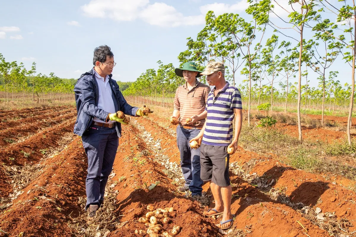 Nông dân vui mừng vỡ òa với vụ khoai tây được mùa - Ảnh 3.