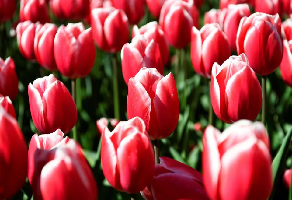 Choáng ngợp trước hàng triệu bông tulip vào mùa nở rộ ở Hà Lan - Ảnh 2.