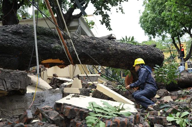 Hà Nội: Cây to bật gốc đè sập tường, chắn ngang phố Hỏa Lò - Ảnh 3.