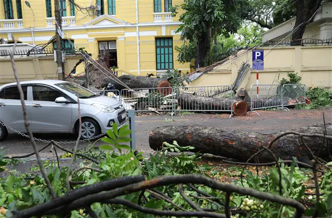 Hà Nội: Cây to bật gốc đè sập tường, chắn ngang phố Hỏa Lò - Ảnh 2.