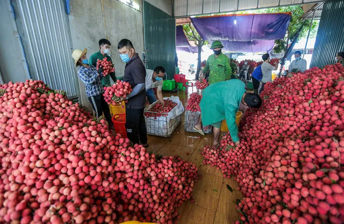 Bắc Giang đã tiêu thụ gần 110.000 tấn vải - Ảnh 1.