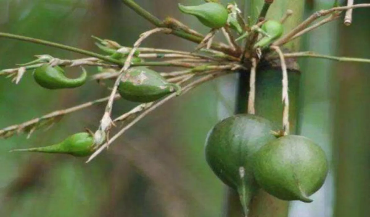 Những loại quả hiếm gặp, giá đắt nhưng ai cũng muốn mua về ăn thử - Ảnh 3. Những loại quả hiếm gặp, giá đắt nhưng ai cũng muốn mua về ăn thử - Ảnh 3.