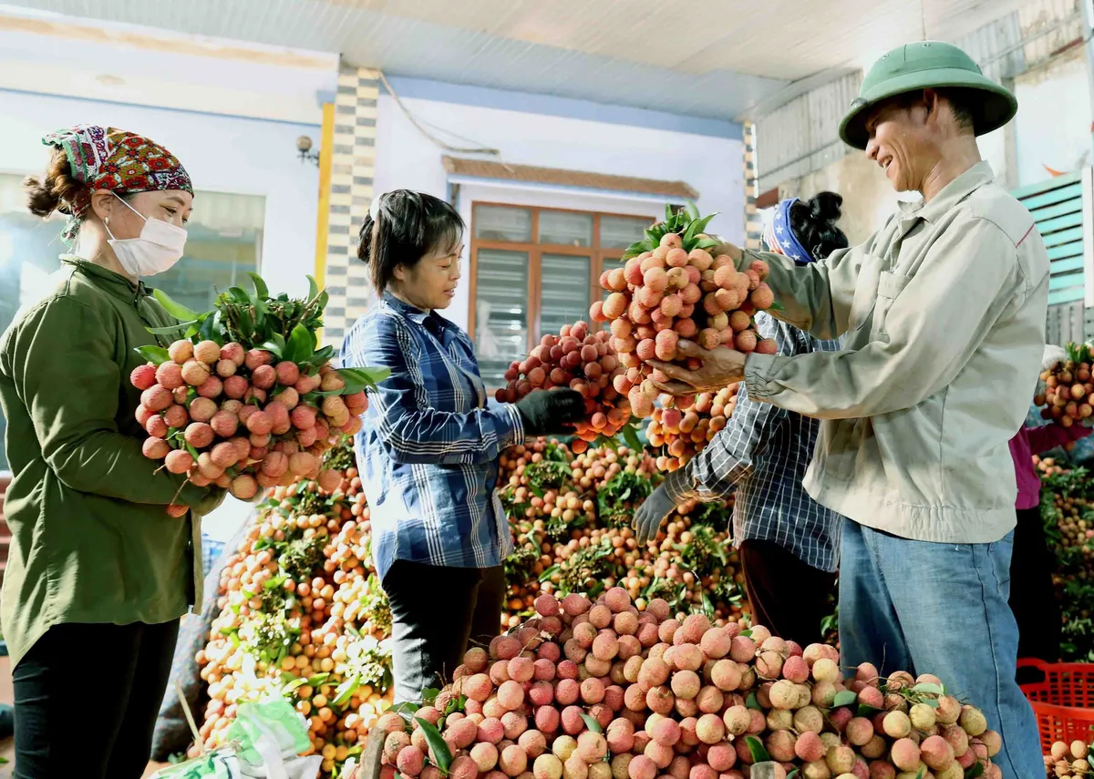 Bắc Giang đã bán được hơn 150.000 tấn vải thiều - Ảnh 1.