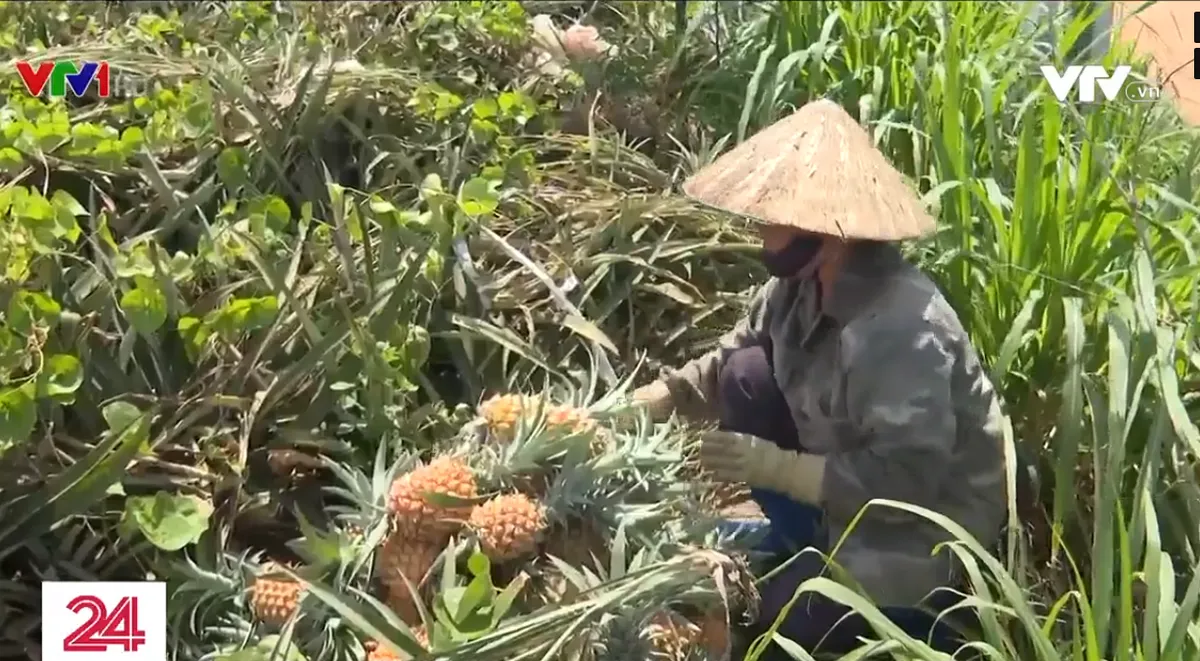 Không có thương lái thu mua, nông dân trồng dứa mong hãm thời gian thu hoạch - Ảnh 1.