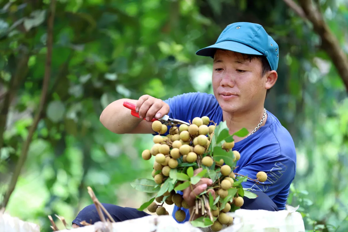 Cấp chứng nhận đăng ký nhãn hiệu “Nhãn Sơn La” - Ảnh 1.