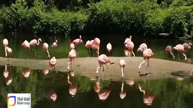 Trải nghiệm vườn thú lớn nhất nước Mỹ - Ảnh 1.