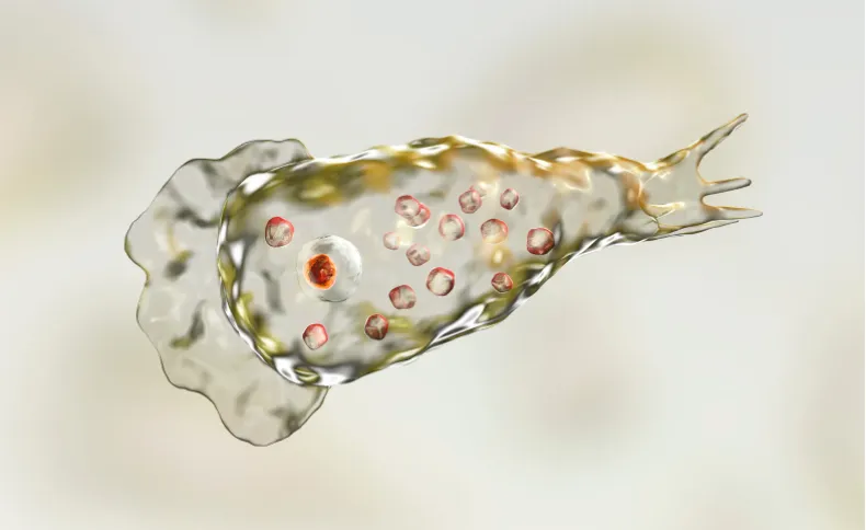 Trẻ tử vong v&igrave; nhiễm amip ăn n&atilde;o hiếm gặp ở California - Ảnh 1.