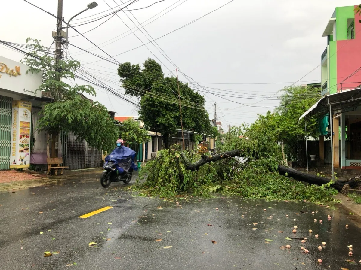 Mưa lũ ở Quảng Ngãi: Hàng trăm hecta lúa, hoa màu ngập úng, hư hỏng - Ảnh 3.