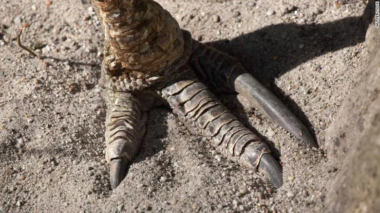 Lo&agrave;i chim nguy hiểm nhất thế giới được con người nu&ocirc;i c&aacute;ch đ&acirc;y 18.000 năm - Ảnh 1.