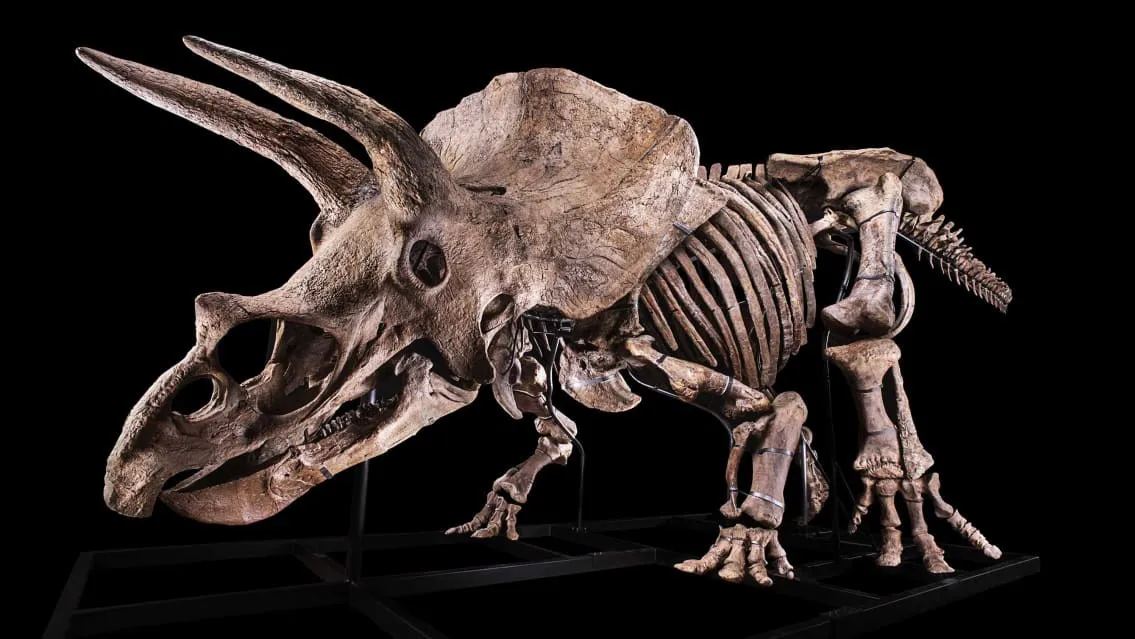 Bộ xương khủng long Triceratops lớn nhất thế giới được bán đấu giá - Ảnh 1.