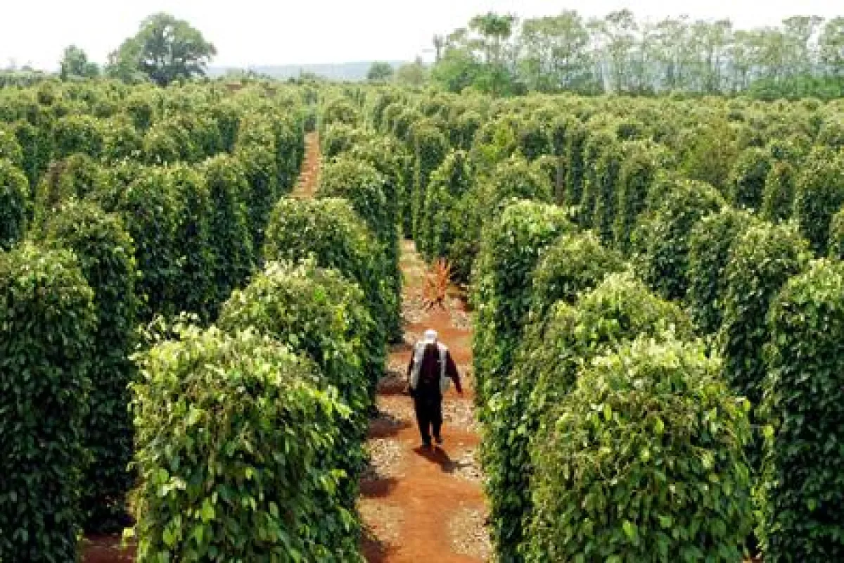 Hạt tiêu Việt Nam ghi dấu trên bản đồ gia vị thế giới - Ảnh 2. Hạt tiêu Việt Nam ghi dấu trên bản đồ gia vị thế giới - Ảnh 2.
