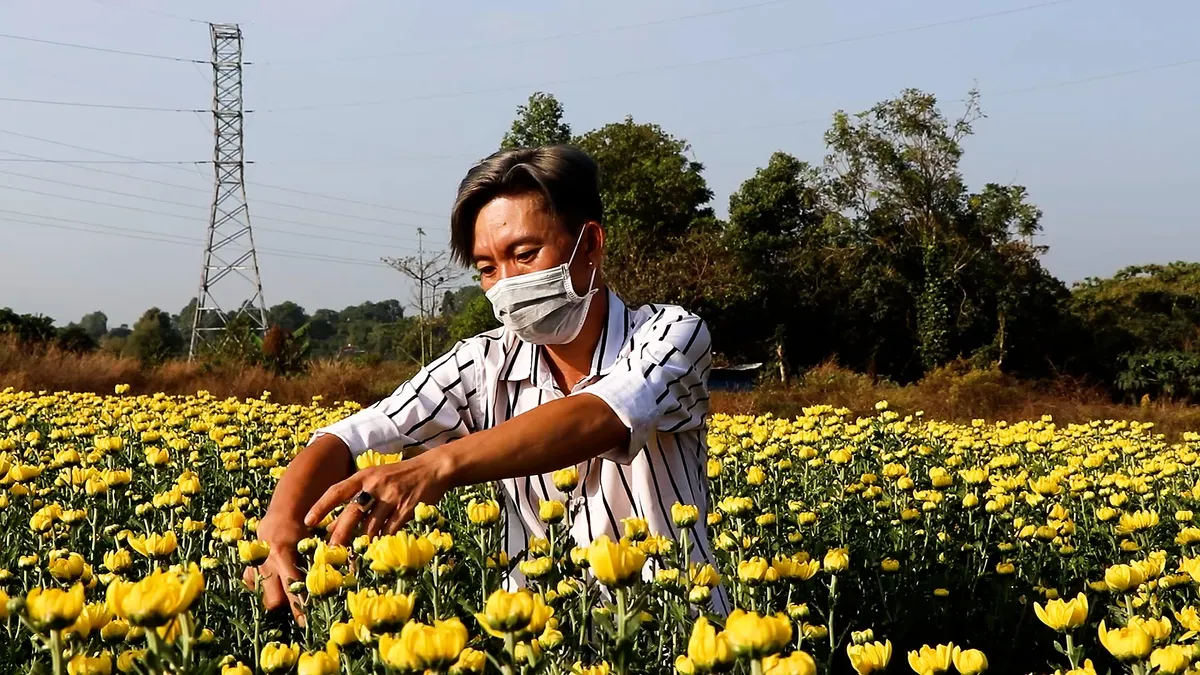 Bà Rịa - Vũng Tàu: Hoa tết được giá, nông dân phấn khởi - Ảnh 3.