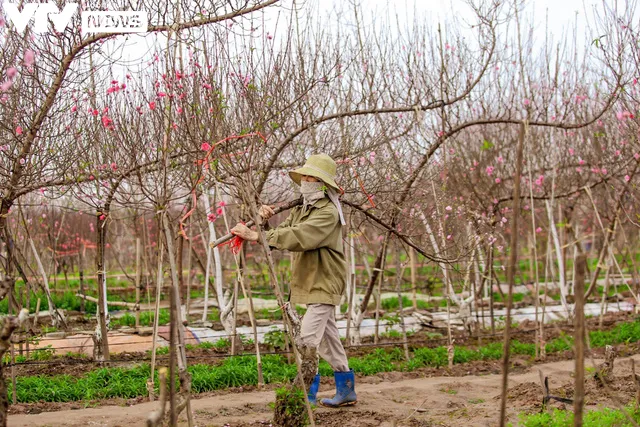 Vườn đào Nhật Tân khoe sắc thắm, người dân Thủ đô háo hức sắm Tết - Ảnh 10.