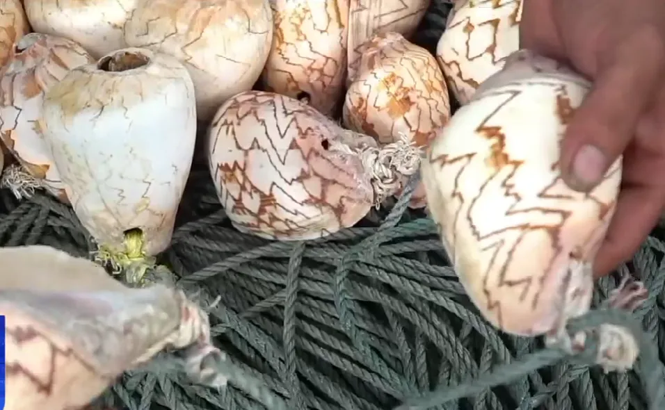 Người d&acirc;n khốn đốn v&igrave; nạn trộm vỏ ốc bẫy mực - Ảnh 1.