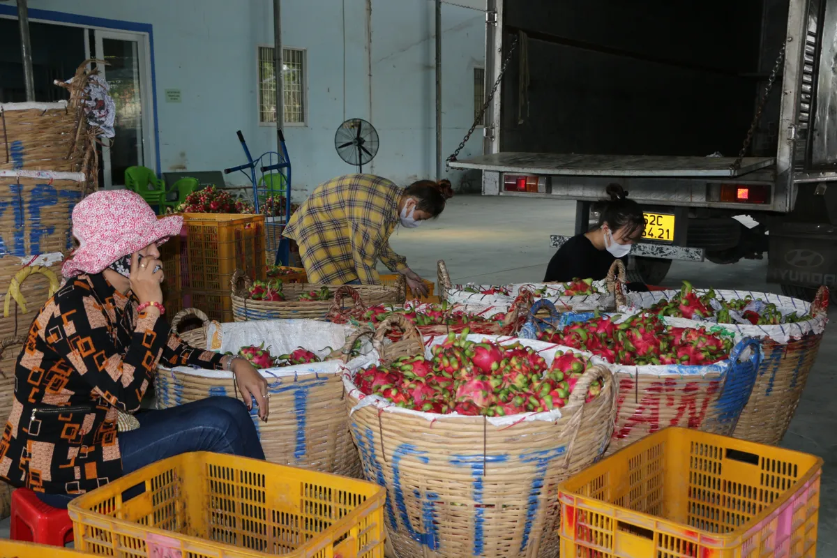 300.000 tấn thanh long “tắc” đầu ra - Ảnh 1.