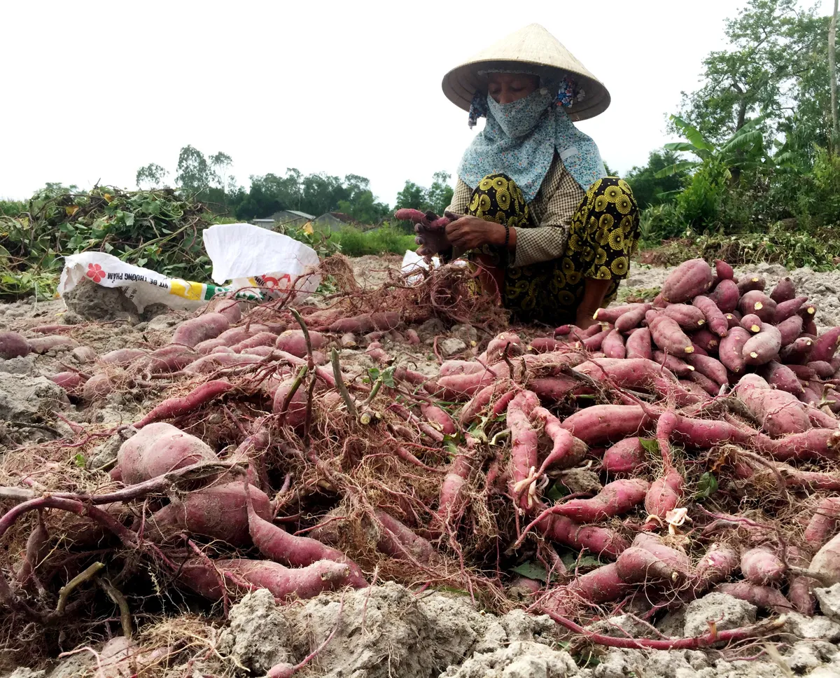 Khoai lang và tổ yến được xuất khẩu chính ngạch sang Trung Quốc - Ảnh 1.