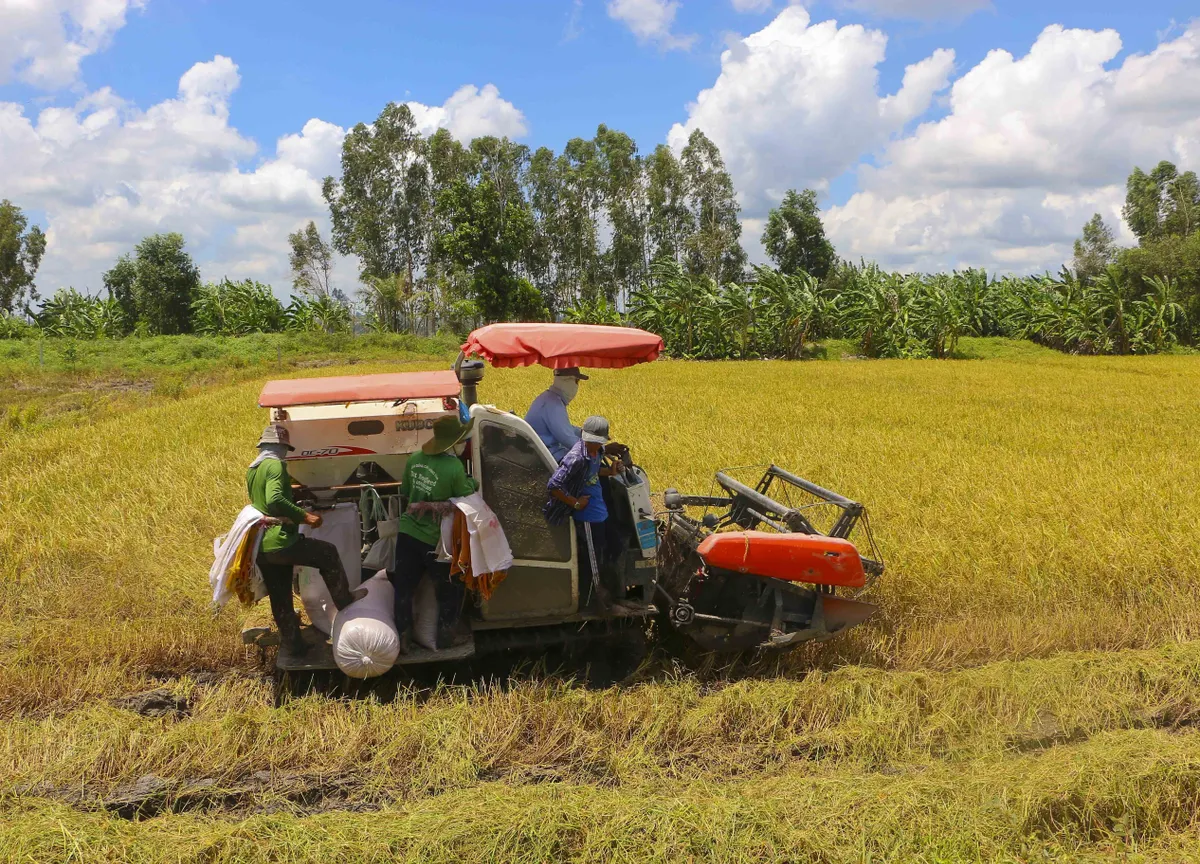 Phát triển lúa chất lượng cao gắn với giảm phát thải - Ảnh 1.