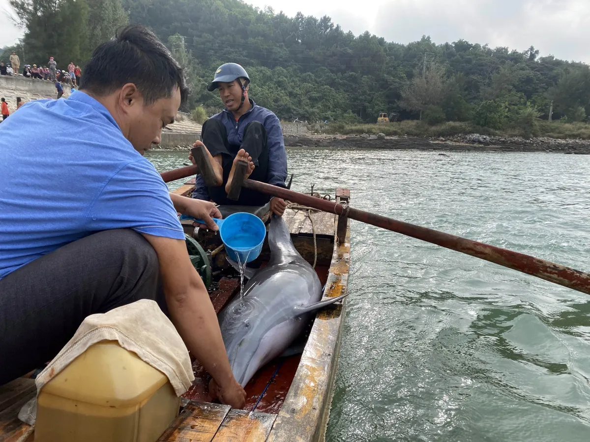 Giải cứu thành công cá heo mắc cạn trên biển Cô Tô - Ảnh 1.