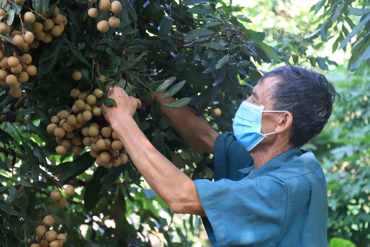 Nhãn tươi Việt Nam được phép nhập khẩu vào Nhật Bản - Ảnh 1.