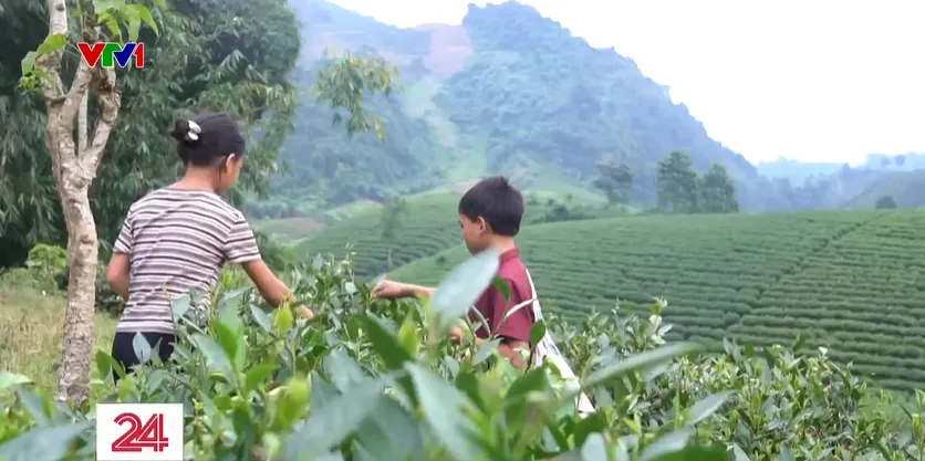 Cặp lá yêu thương: Ước mơ giản dị của hai anh em mồ côi - Ảnh 1.