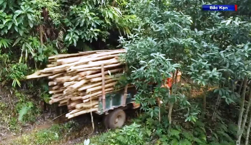 Khai thác rừng non và những hệ lụy - Ảnh 5. Khai thác rừng non và những hệ lụy - Ảnh 5.