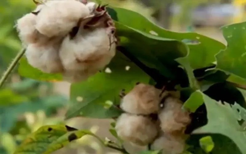 Thời trang từ sợi cotton thân thiện với môi trường - Ảnh 1.