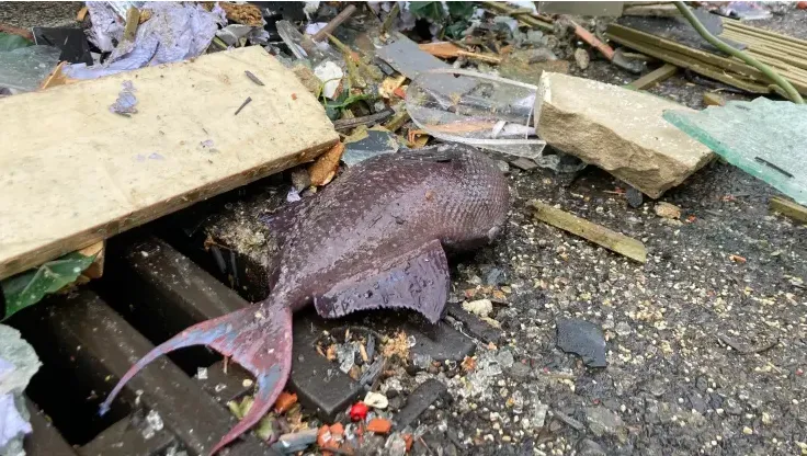 Thủy cung khổng lồ ở Berlin vỡ tung, 1.500 con c&aacute; tr&agrave;n ra đường - Ảnh 2.